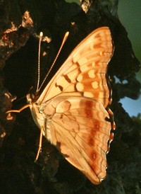 Tawny Emperor